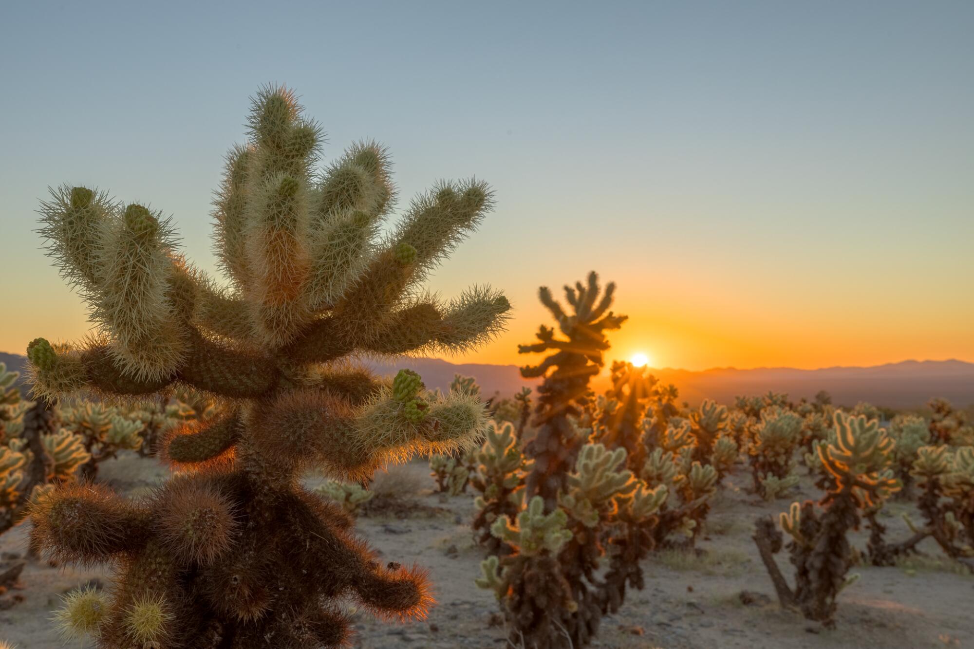 Sunrise in the Cholla Cactus Garden.