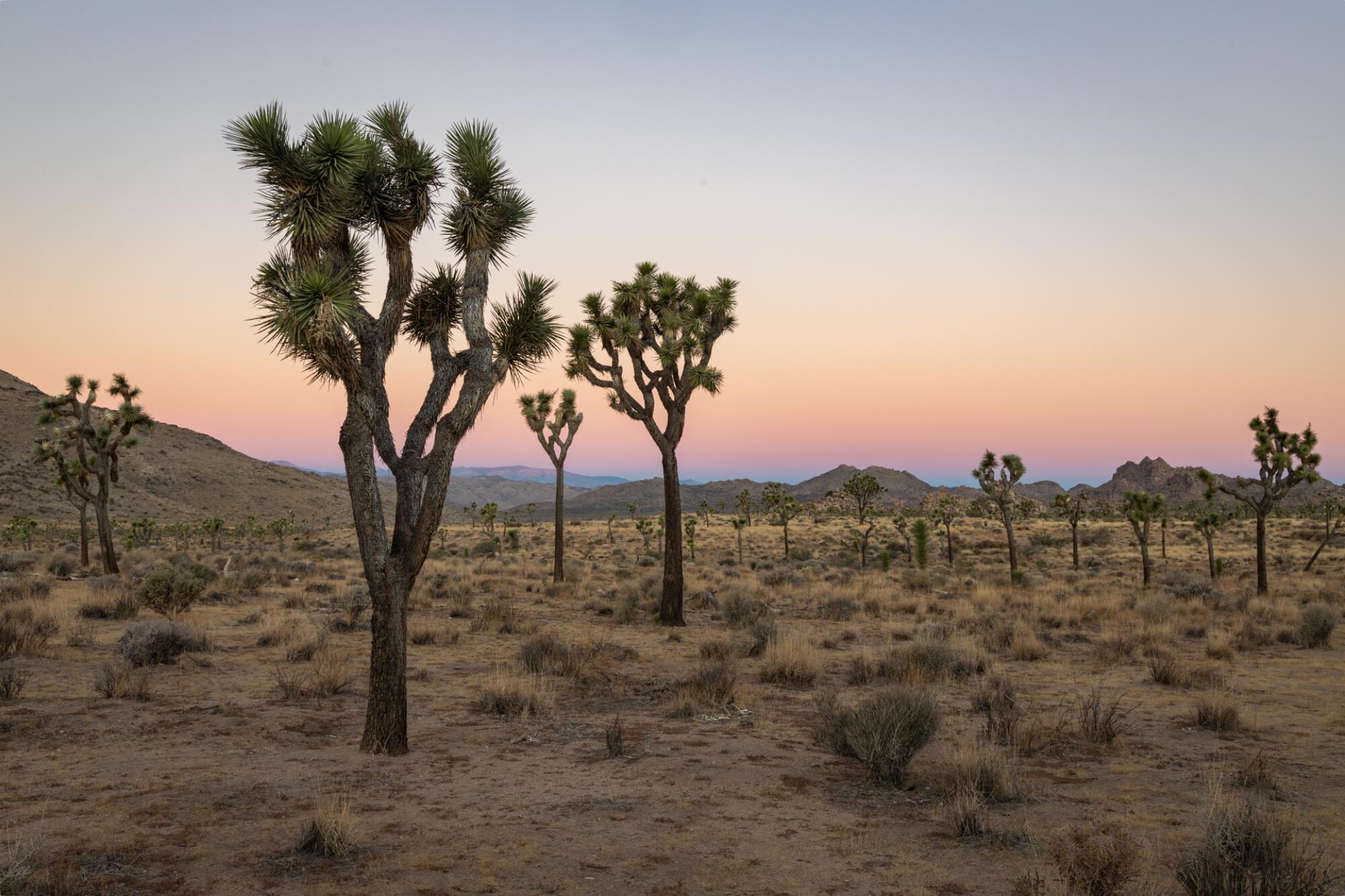 Sunrise in Quail Springs at Joshua Tree National Park.