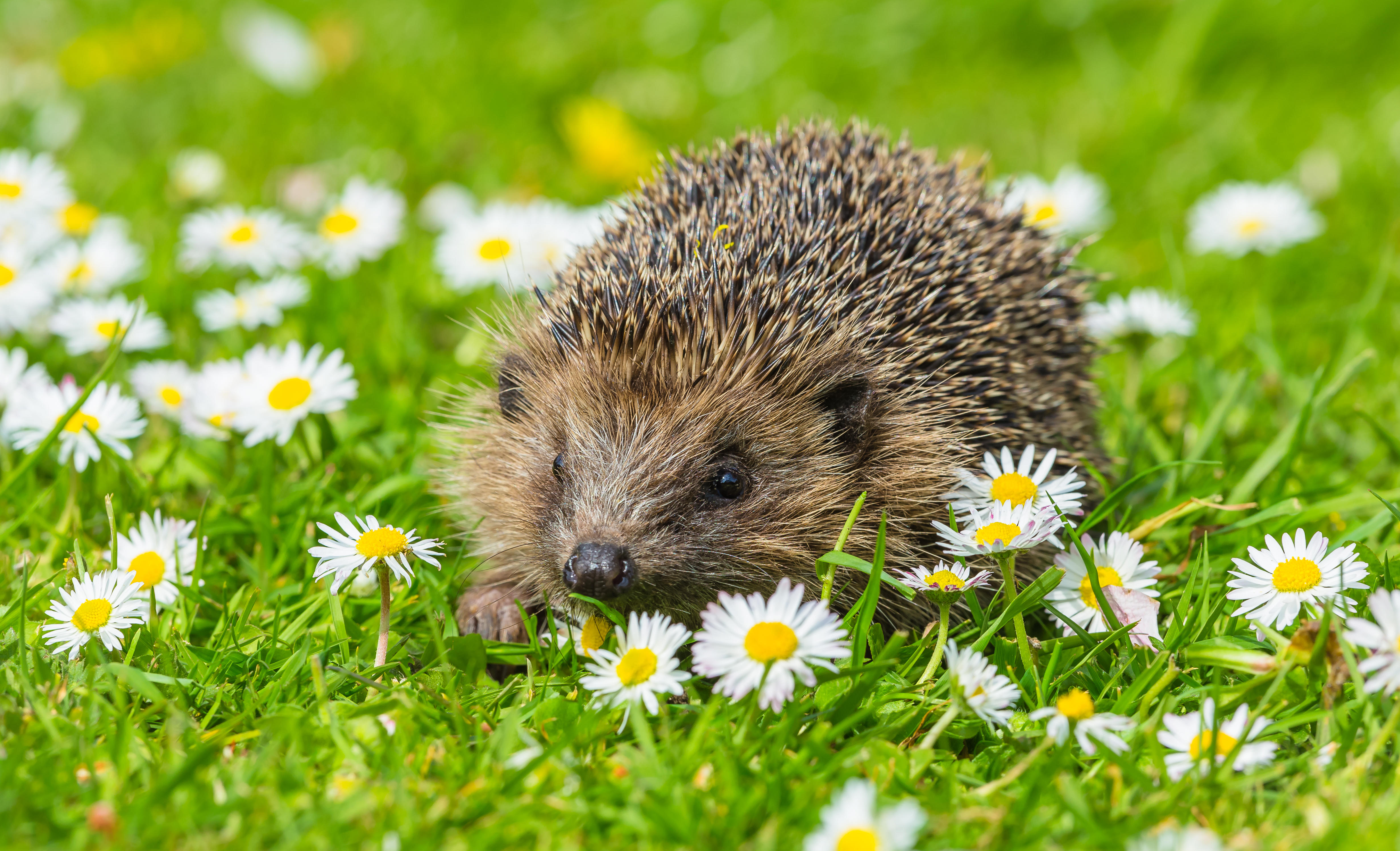 It is very early in the year for baby hedgehogs to appear