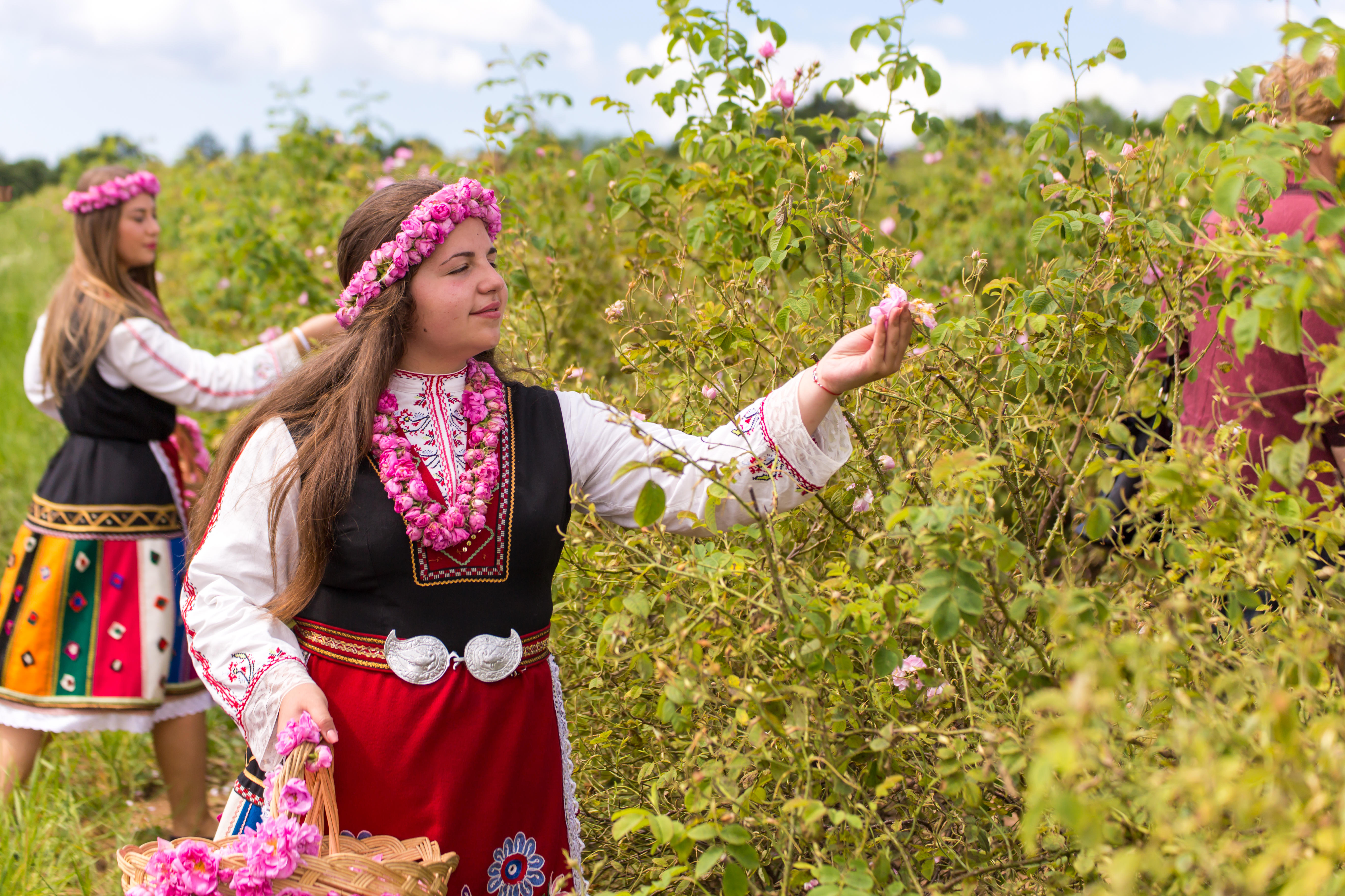 The roses are handpicked and carefully placed into willow baskets