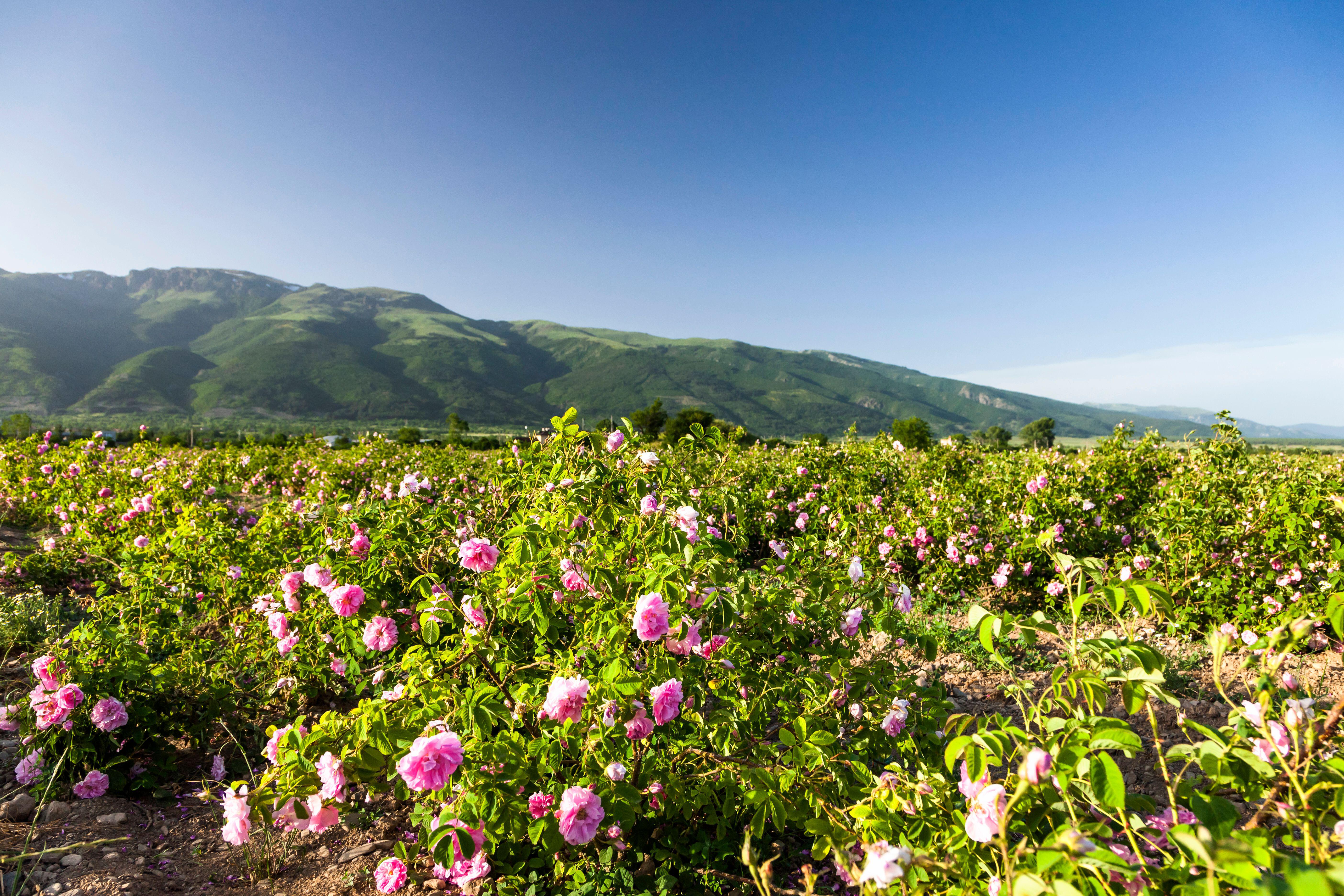 Tourists should aim to visit the Rose Valley between May 20, 2024, and June 20, 2024, when the roses are in bloom