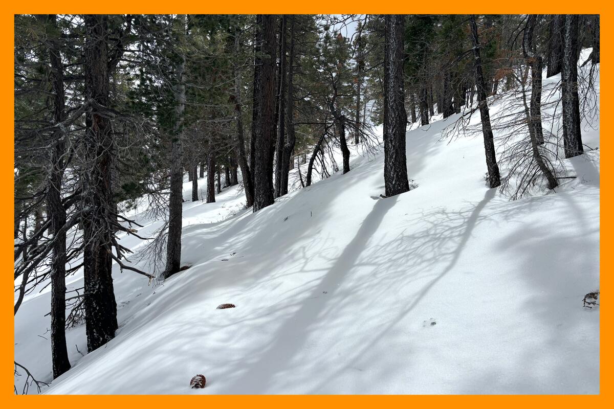 The sun casts long shadows from trees along a snow-covered path