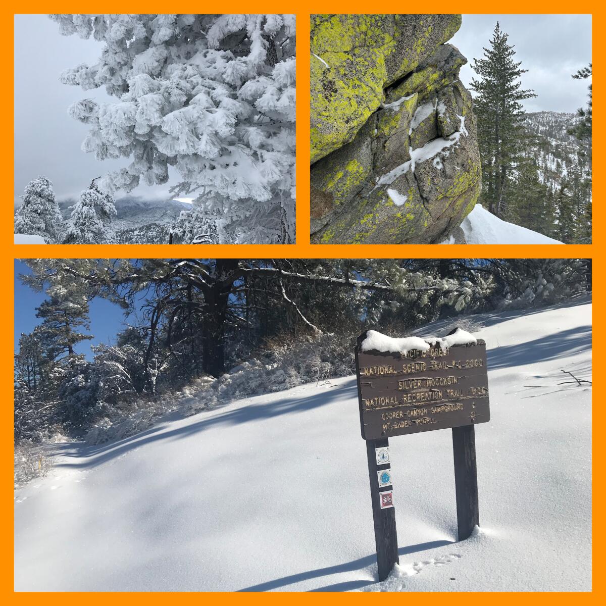 Three photos: a coniferous tree with its needles covered in snow; a large rock covered in bright lichen; a snow covered path