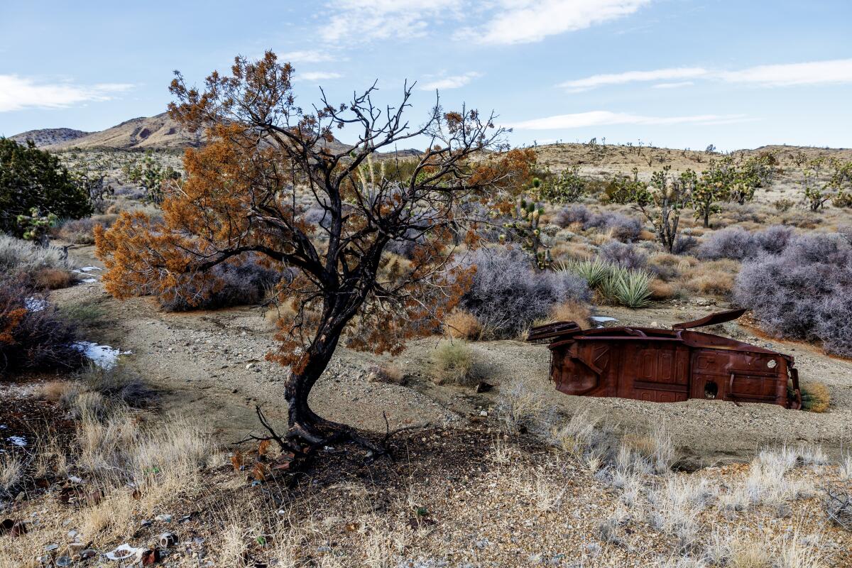 Buds are returning on some of the charred vegetation in Mojave National Preserve