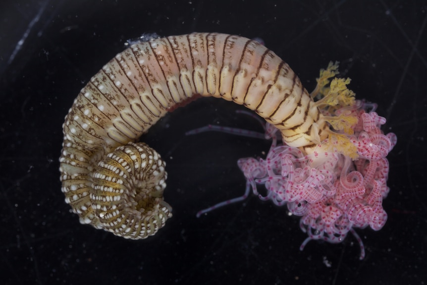 An underwater worm curling around in the water