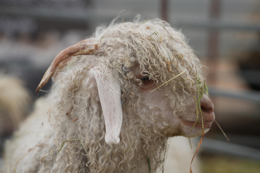 an angora goat 