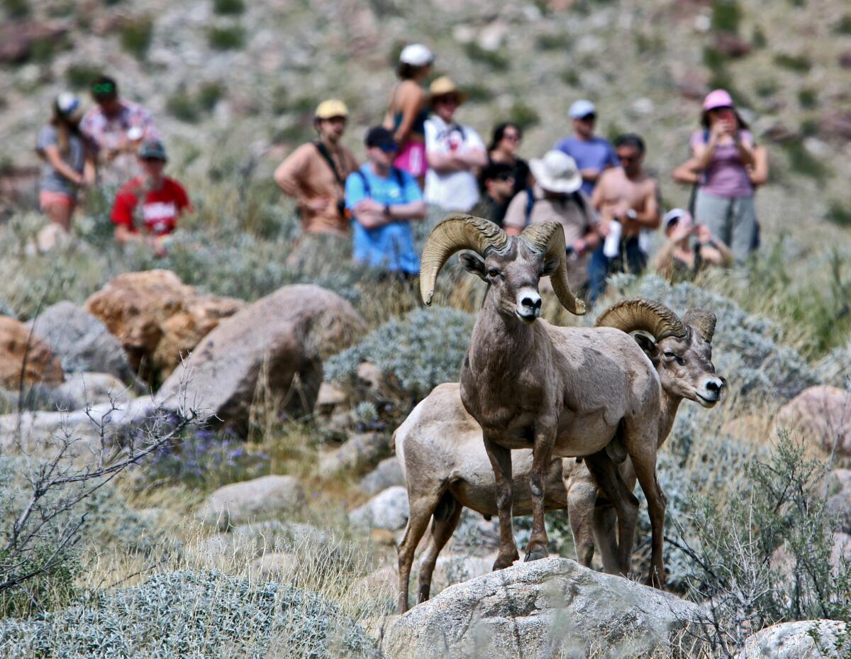 A pair of bighorn sheep in the wild, with tourists stopping to take pictures behind them.