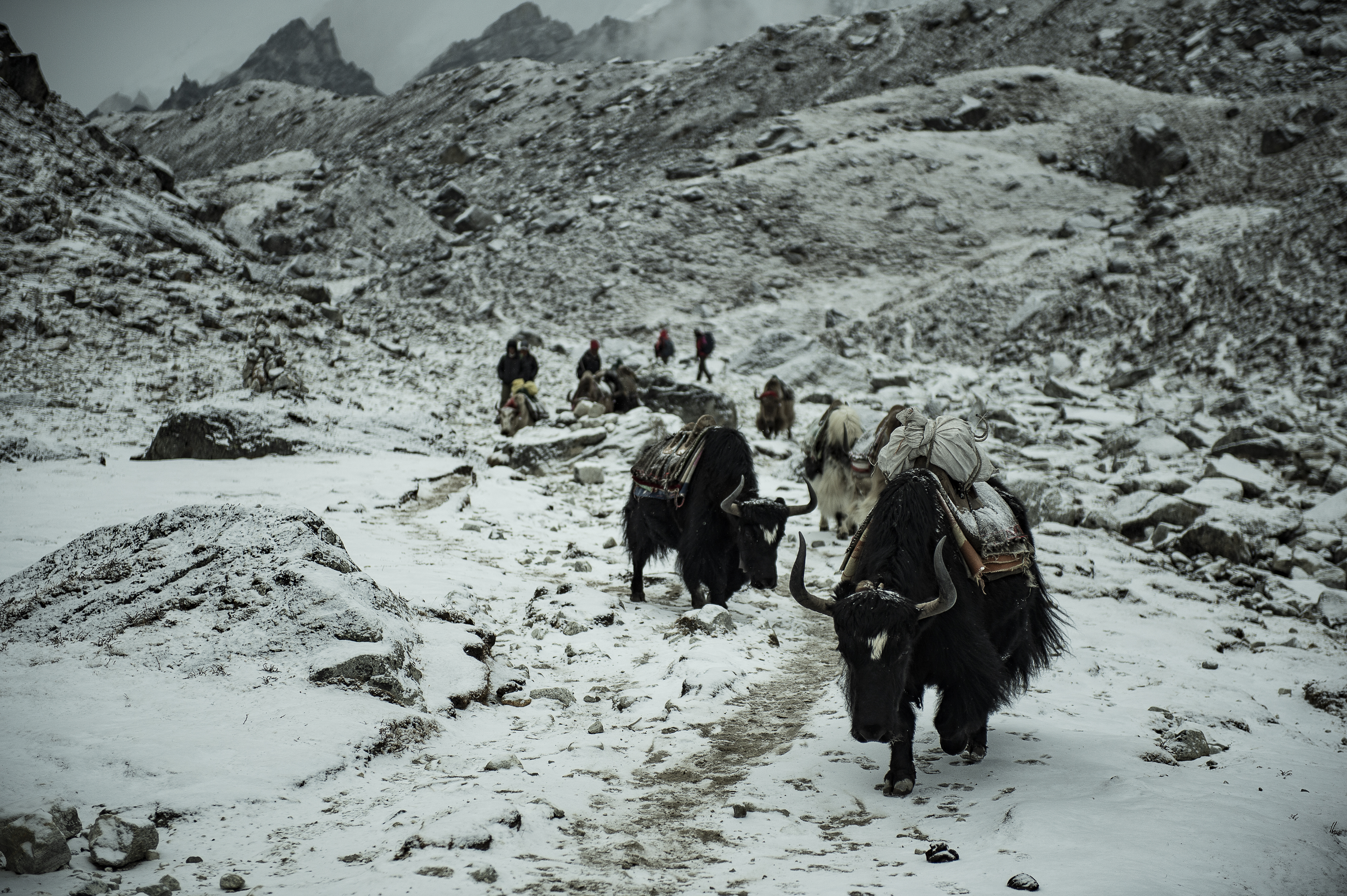 The Brit was attacked by a yak while climbing Mount Everest