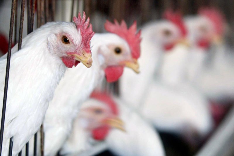 Chick-fil-A has announced it will no longer serve only antibiotic-free chicken. (UPI Photo/Ismael Mohamad)