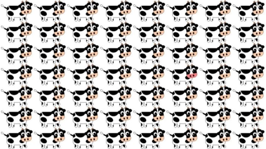 Are you able to spot the unique cow in this image?