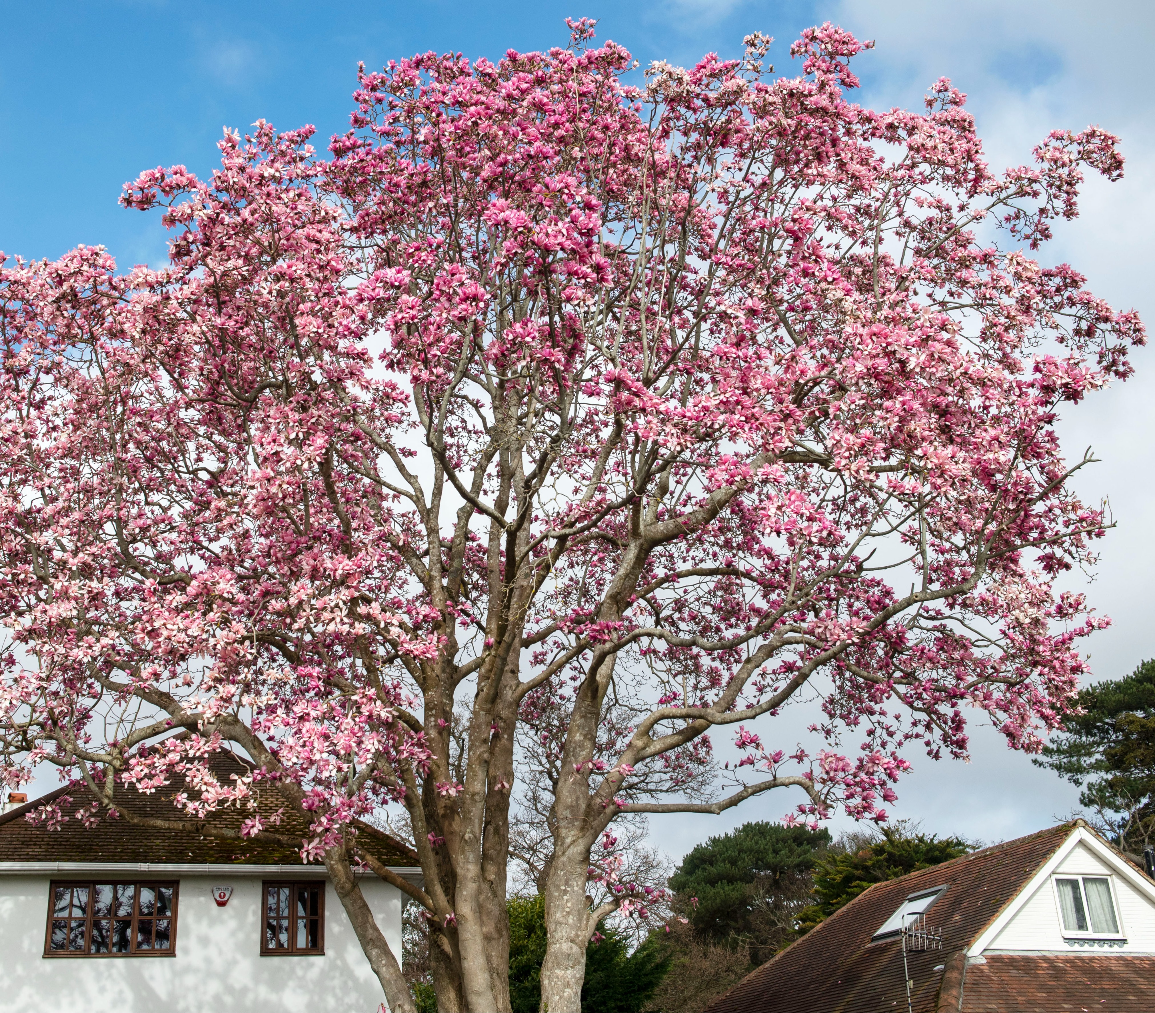 The tree was planted over five decades ago by the home's former owner