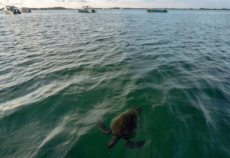 Galapagos