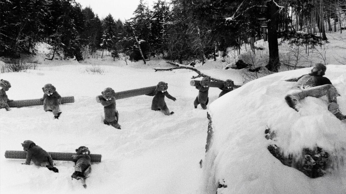 Beavers collect logs for a dam.