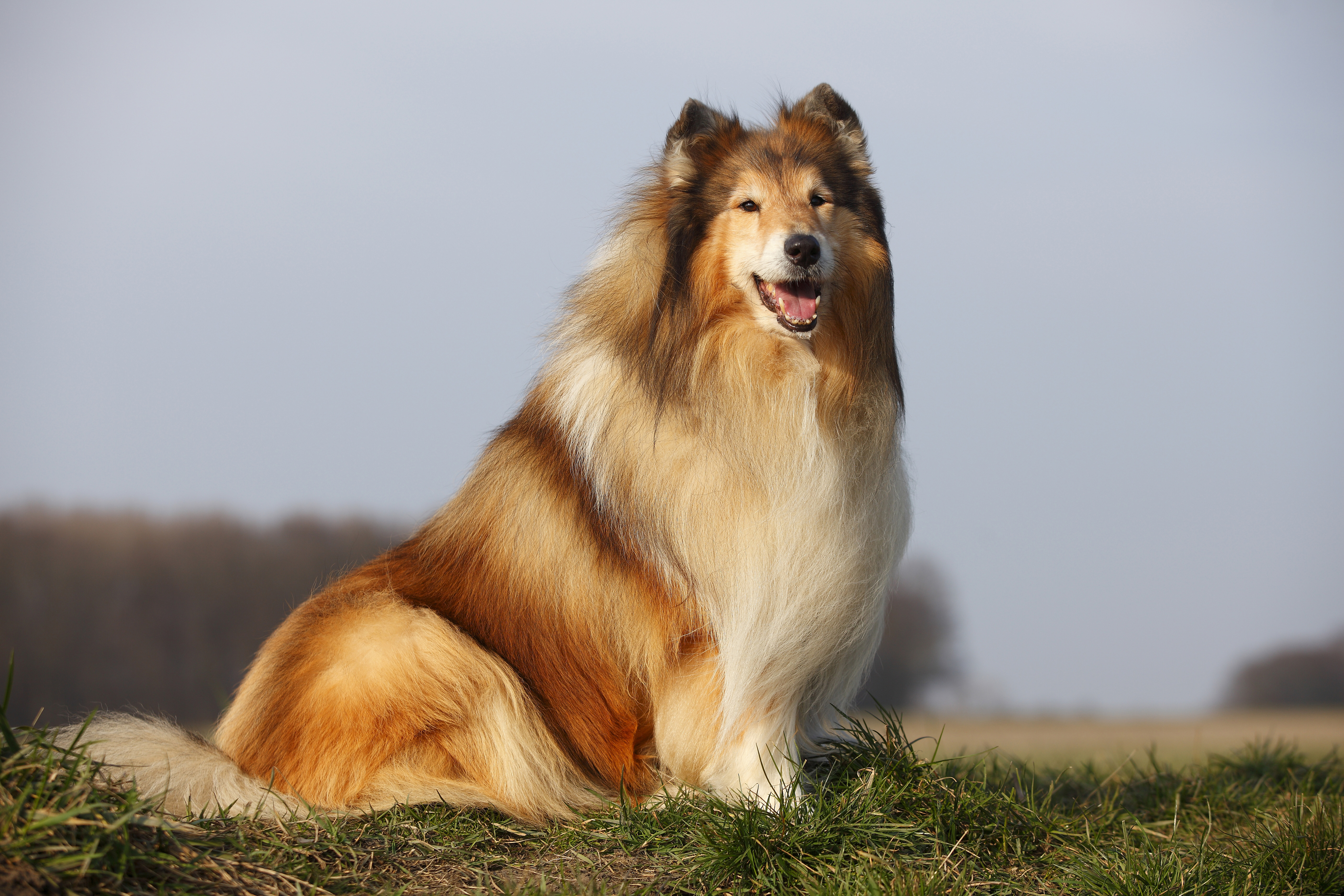 Reddit user butterlypup once had five dogs so they shared tips to keep a house clean