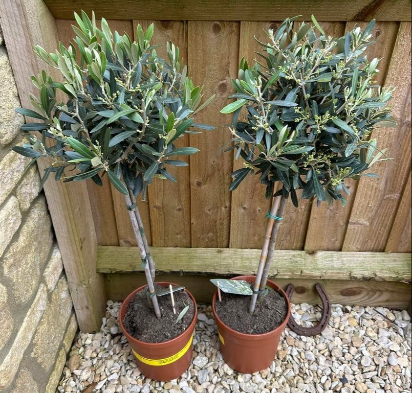 Green-fingered shoppers have been racing to Tesco after spotting these olive trees for just £15 each