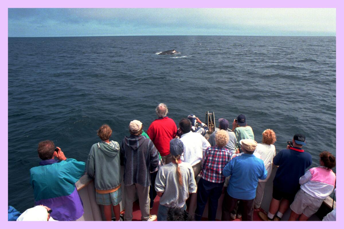 Whale watchers observe humpback whales in the Santa Barbara Channel.