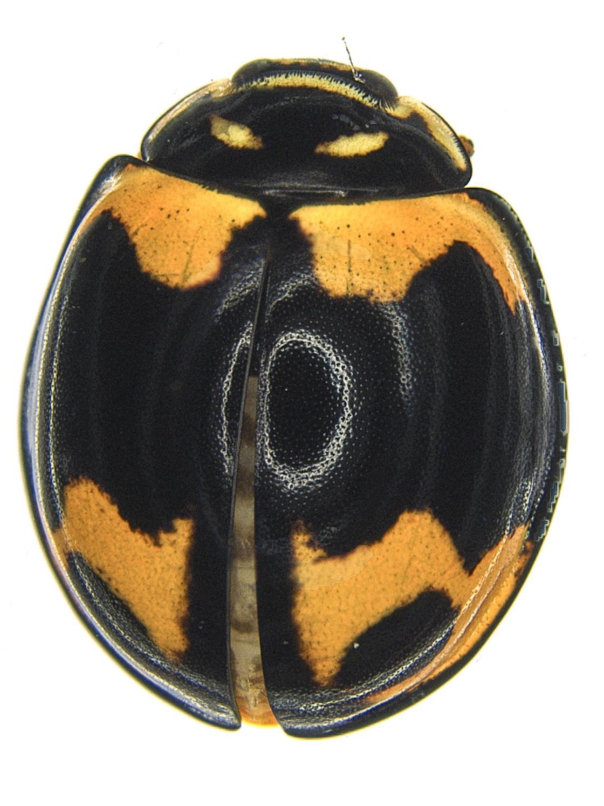 Close up image of a ladybird. 