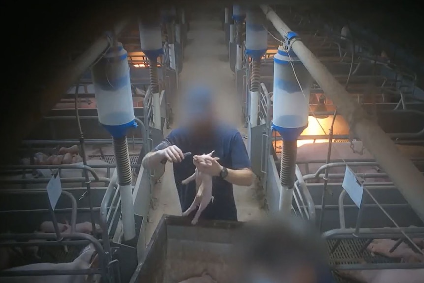 A piggery worker holds a piglet up as they prepare to clip the piglet's teeth.