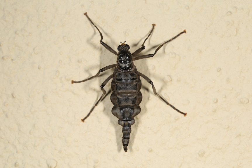 A brown wingless fly on a cream-coloured wall