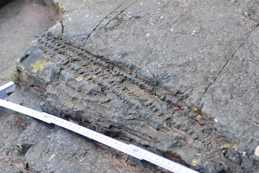 A tree fossil in a rock.