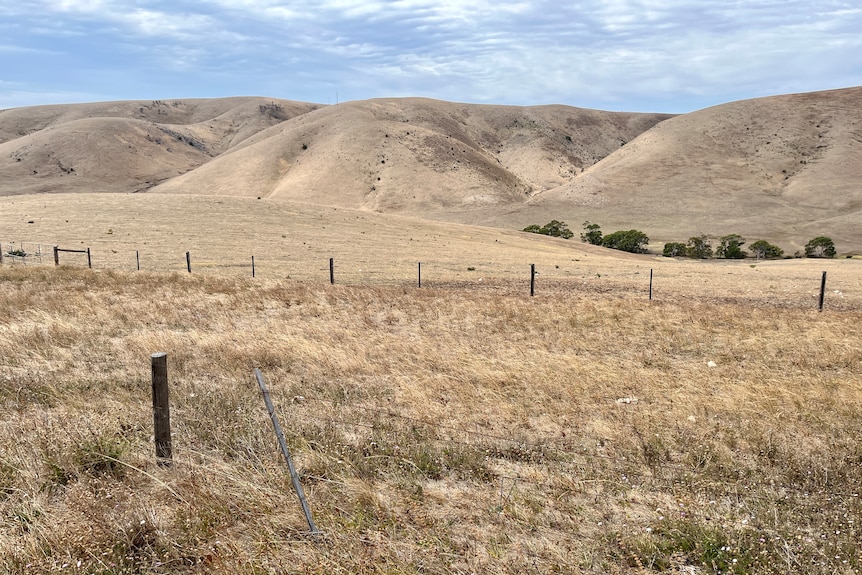 A landscape of hills covered mainly just in short brown grass, with a wire and wooden post fence across a paddock in front.