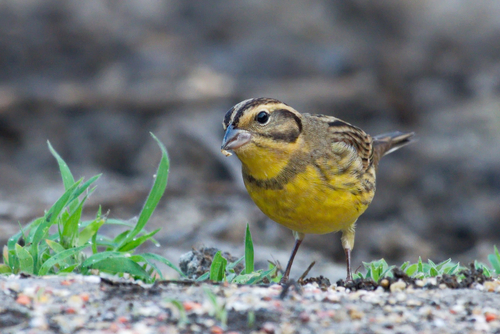 Yellow-breasted bunting