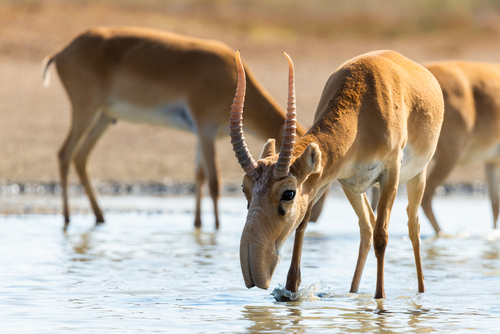 Saiga Antelope