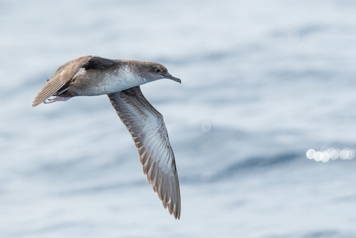 Balearic Shearwater