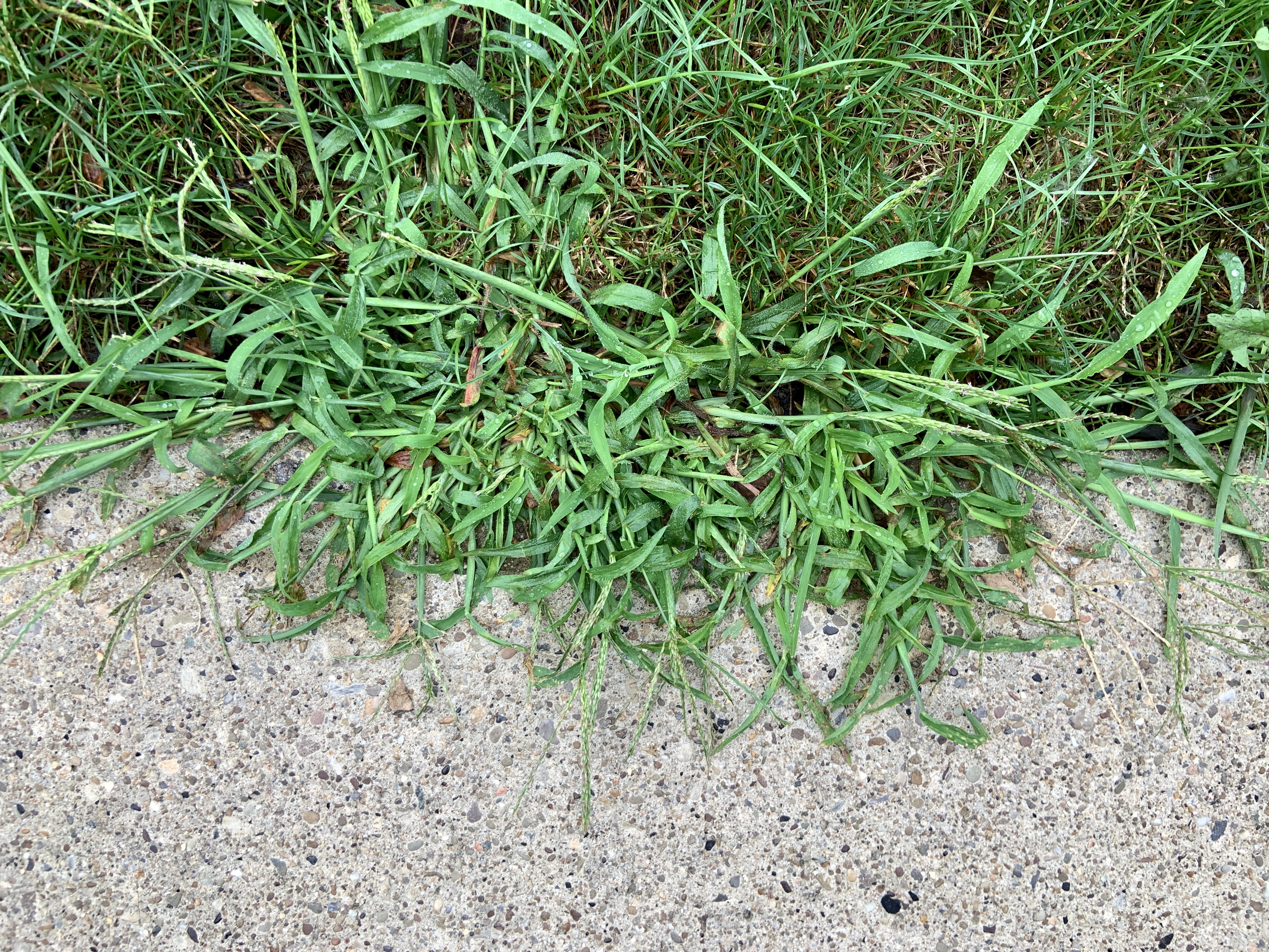 He explained that he had neglected to use pre-emergent on a hill, leading to weeds