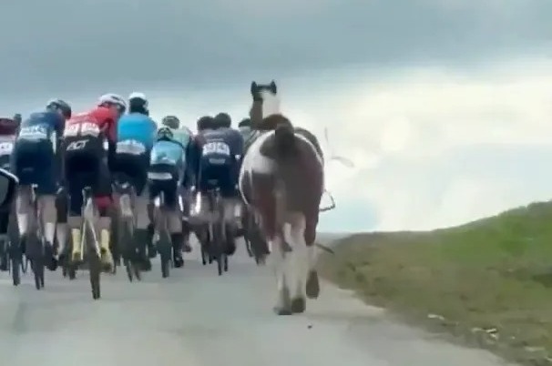 Cyclist Lars Daniels, in red, spotted the horse getting closer to the peloton