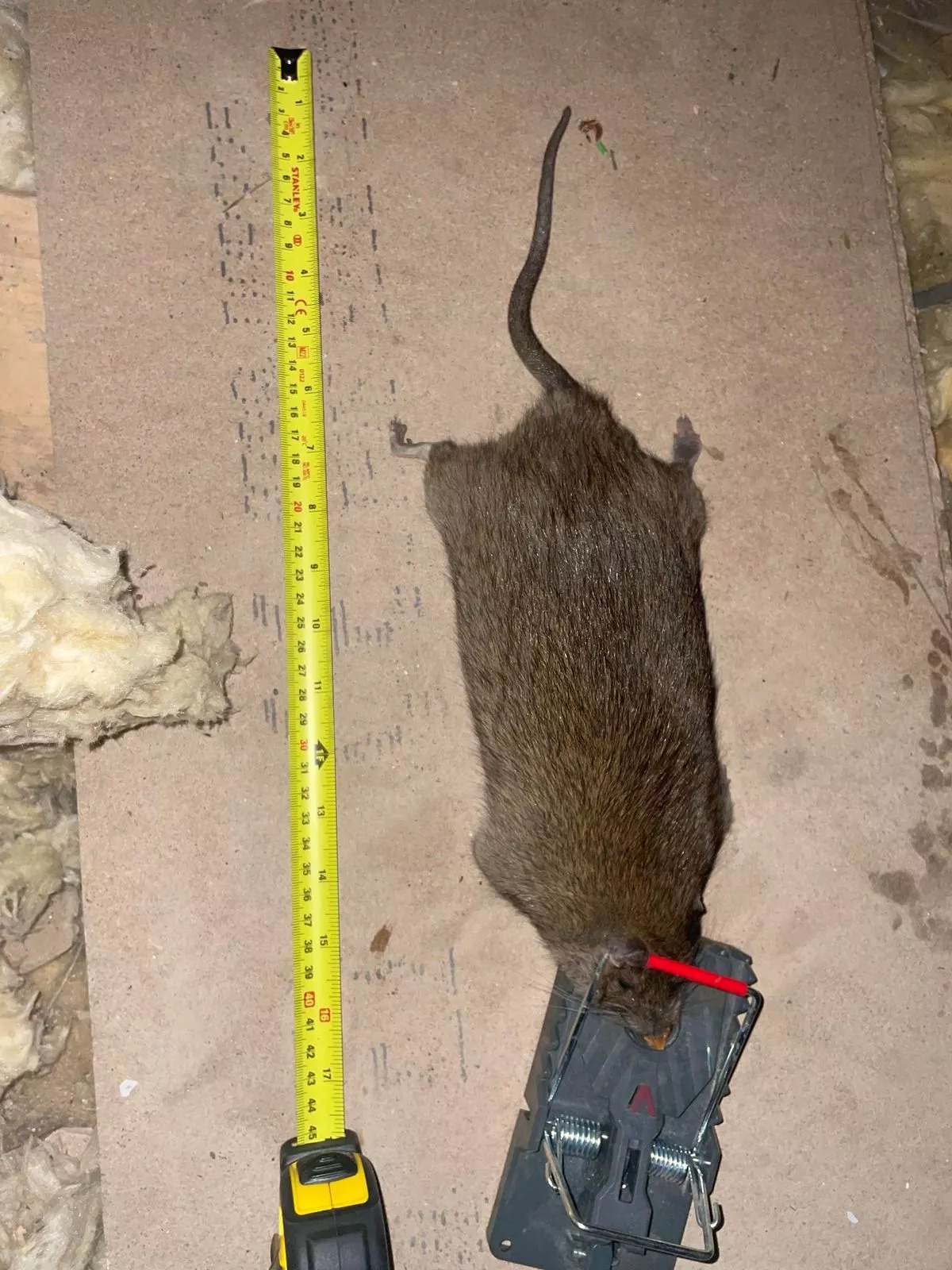 The largest rat the pest controller ever caught was 22 inches long, he claims