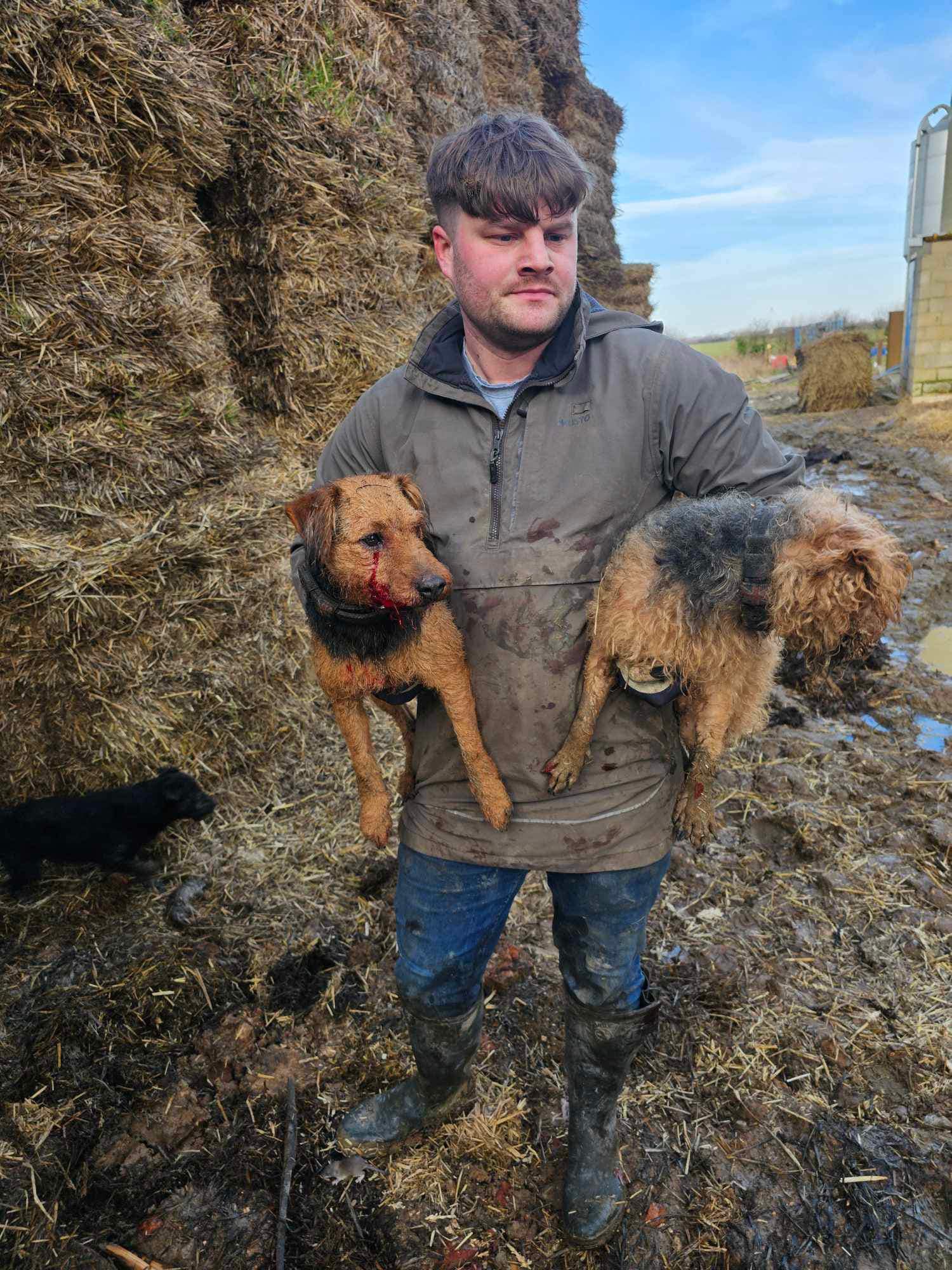 The rat-catcher has trained his two dogs to catch the rodents