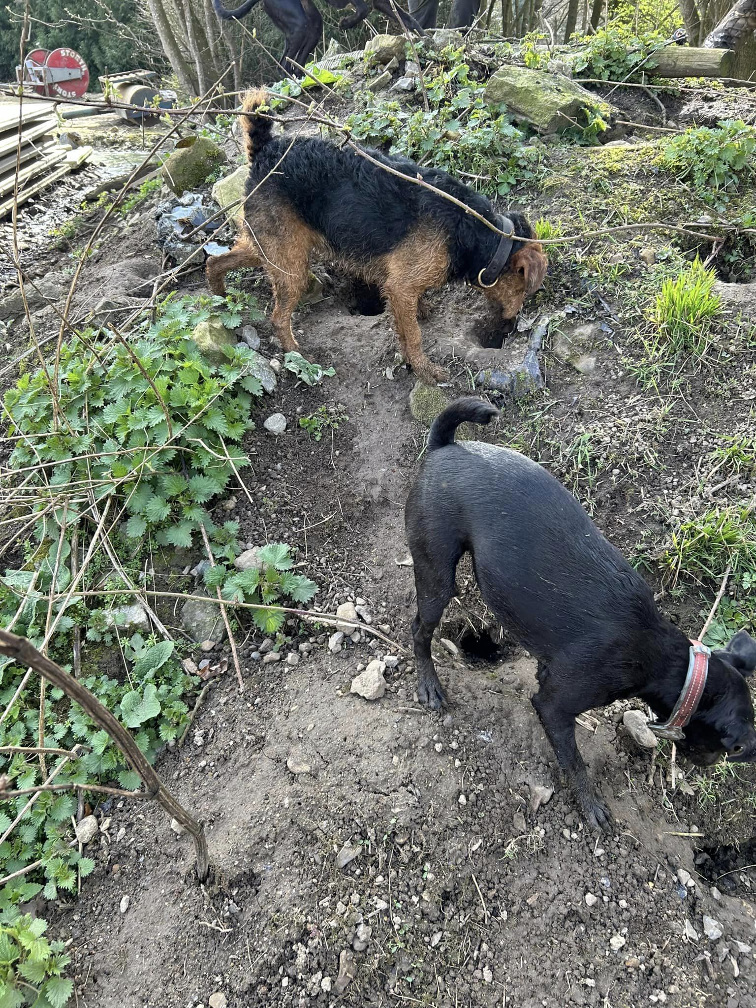 Kieran caught about 250 rats at one farm, with the help of his two dogs