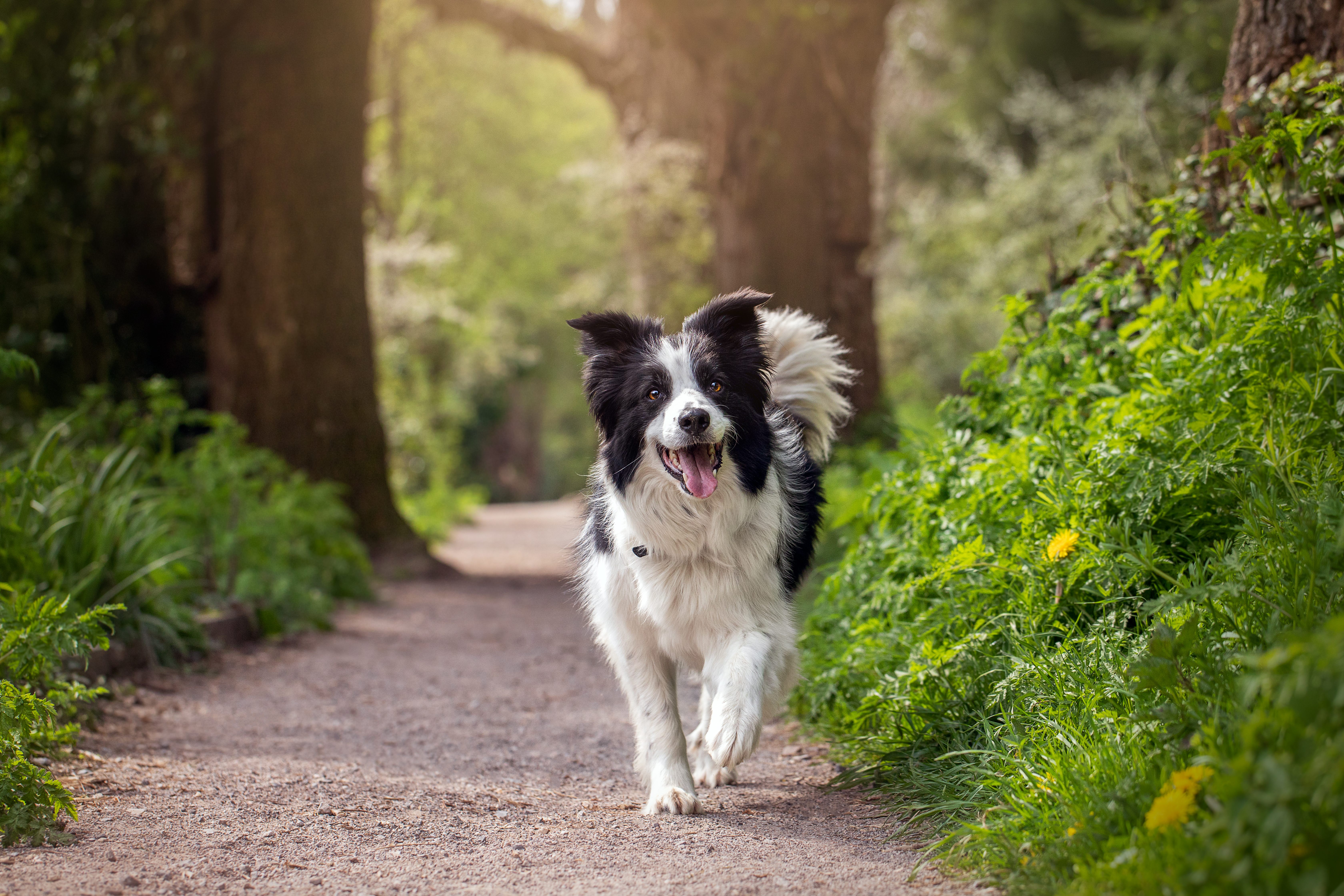 Border Collies need more mental and physical enrichment than the average family can provide