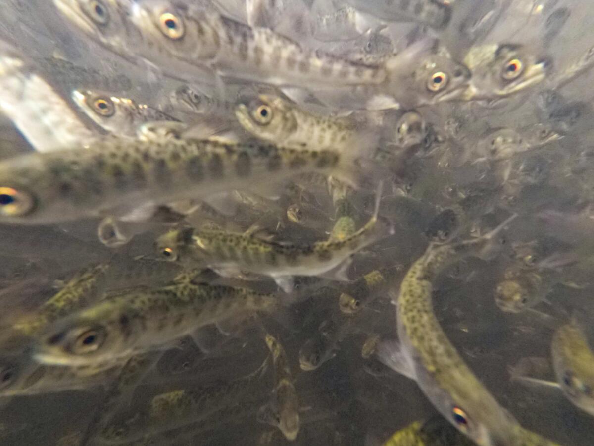 Juvenile chinook salmon in a hatchery tank.