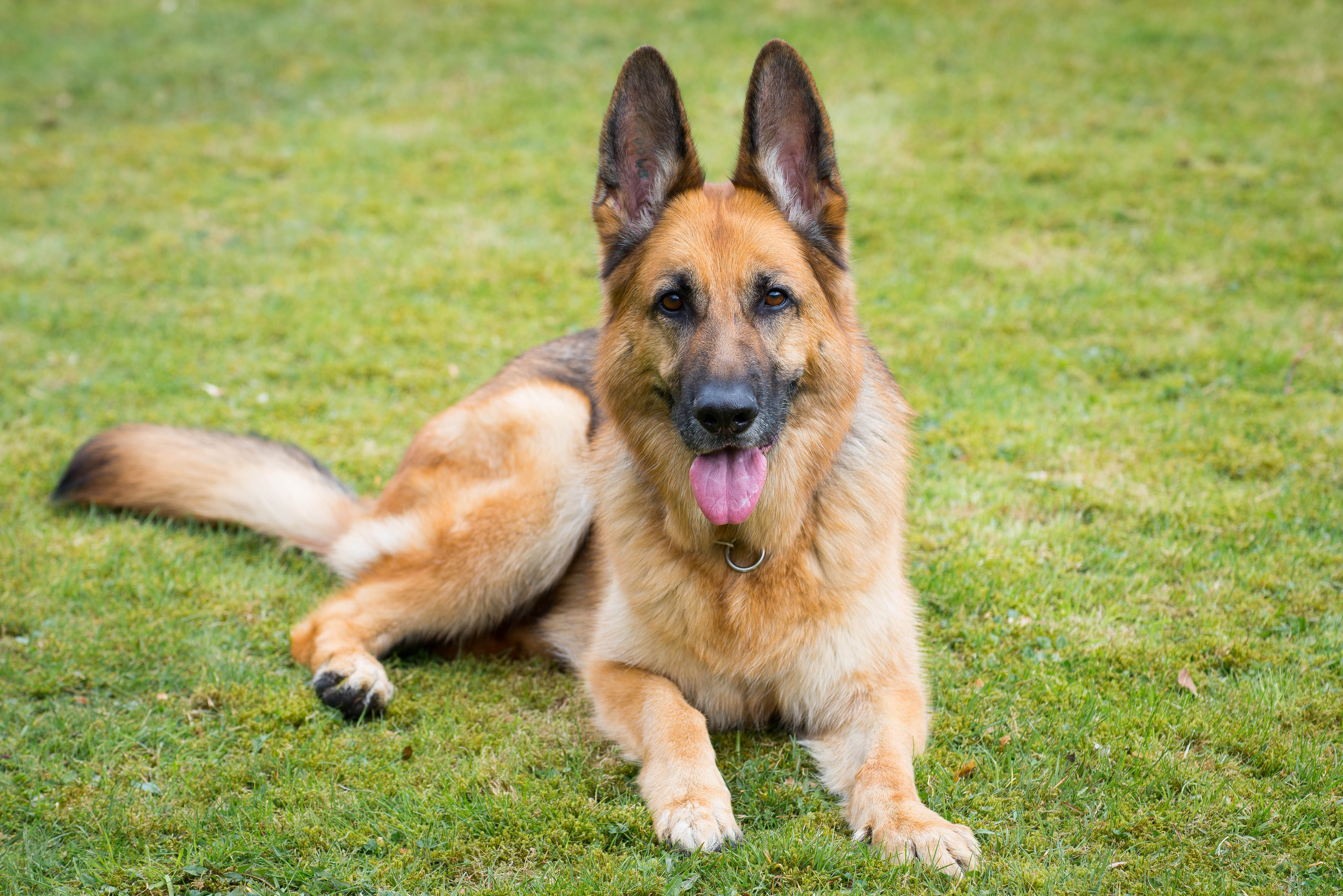 German Shepherds were second on the list costing £569.40 a year in food