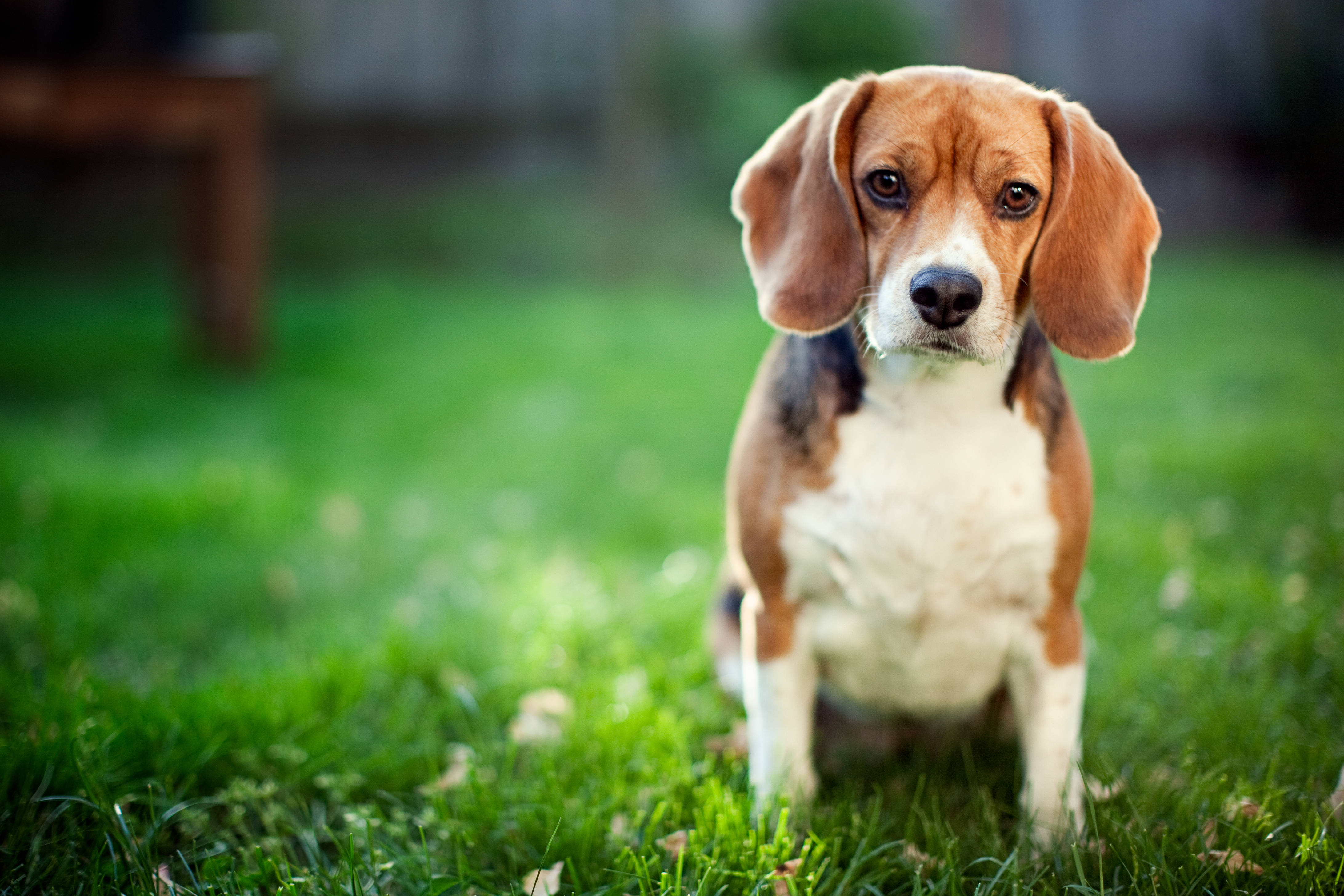 Beagles were found to be the most cost-effective popular dog breed to feed with food costs totalling £175.20 per year