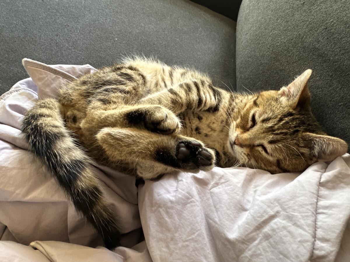 A young cat, gold with dark stripes, curled up on its side on bedding, eyes closed