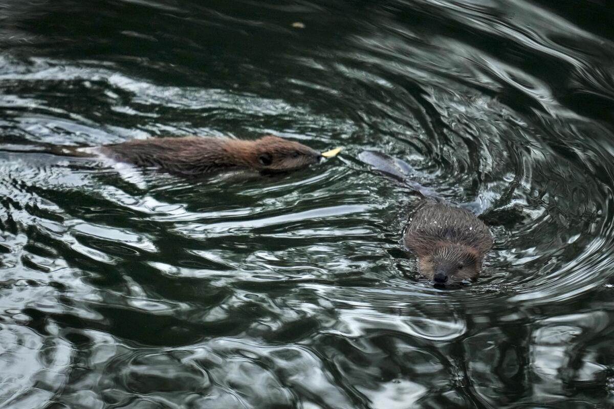 Two beavers swim in Napa Creek