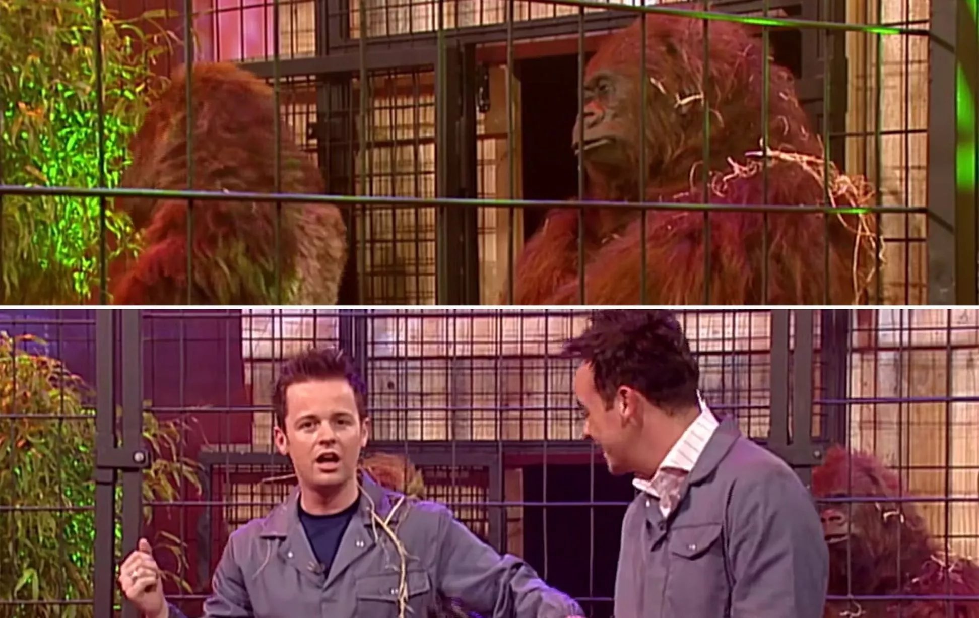 The joke was on Ant and Dec this time as they were trapped with two fake apes