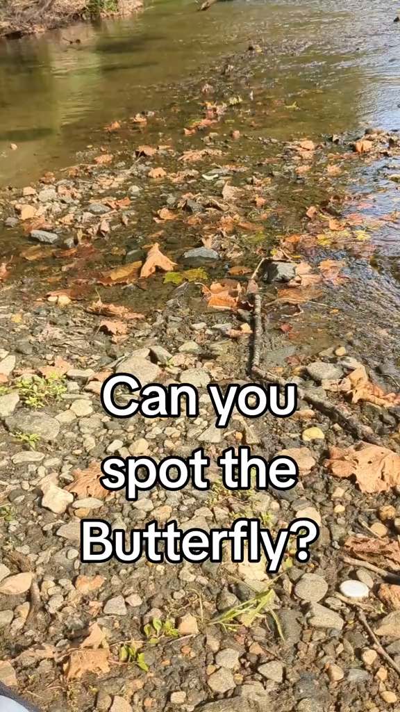 Can you spot the butterfly?