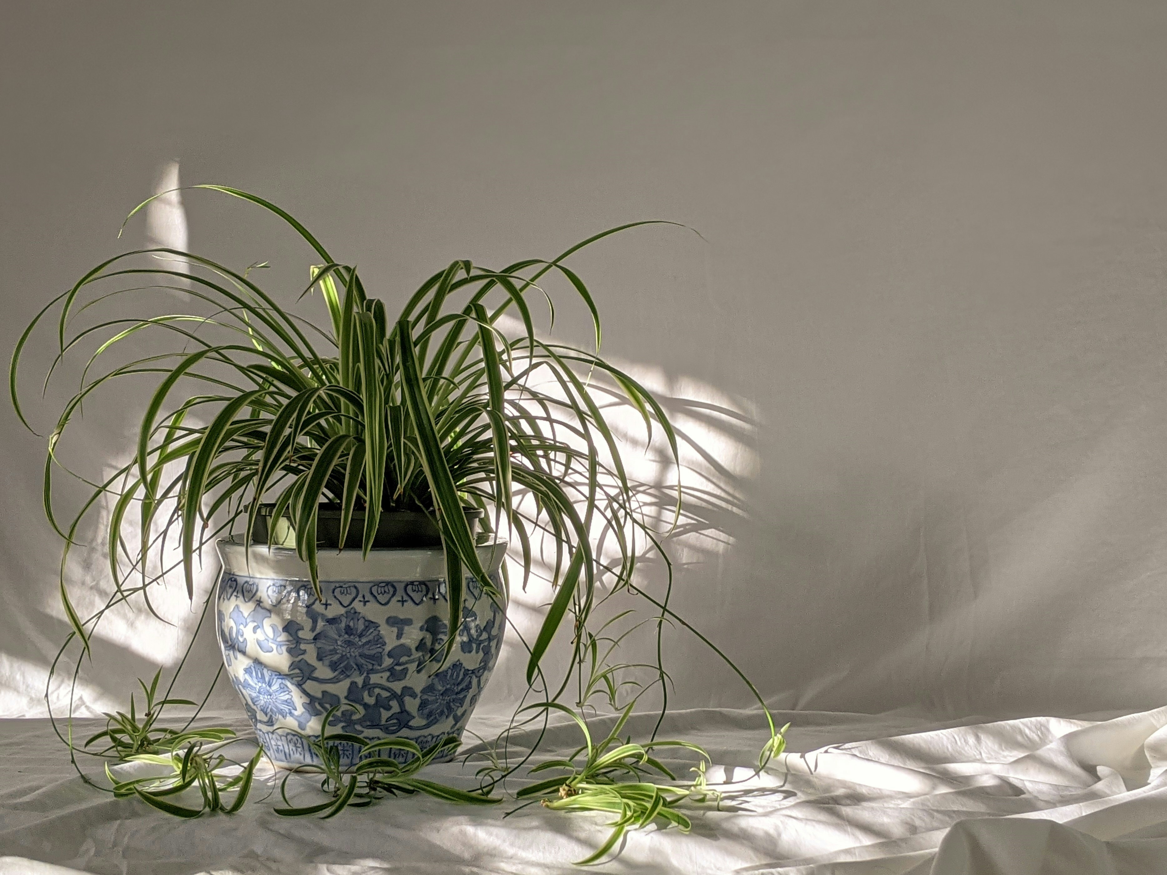 Spider plants are said to be 'great for air purifying'