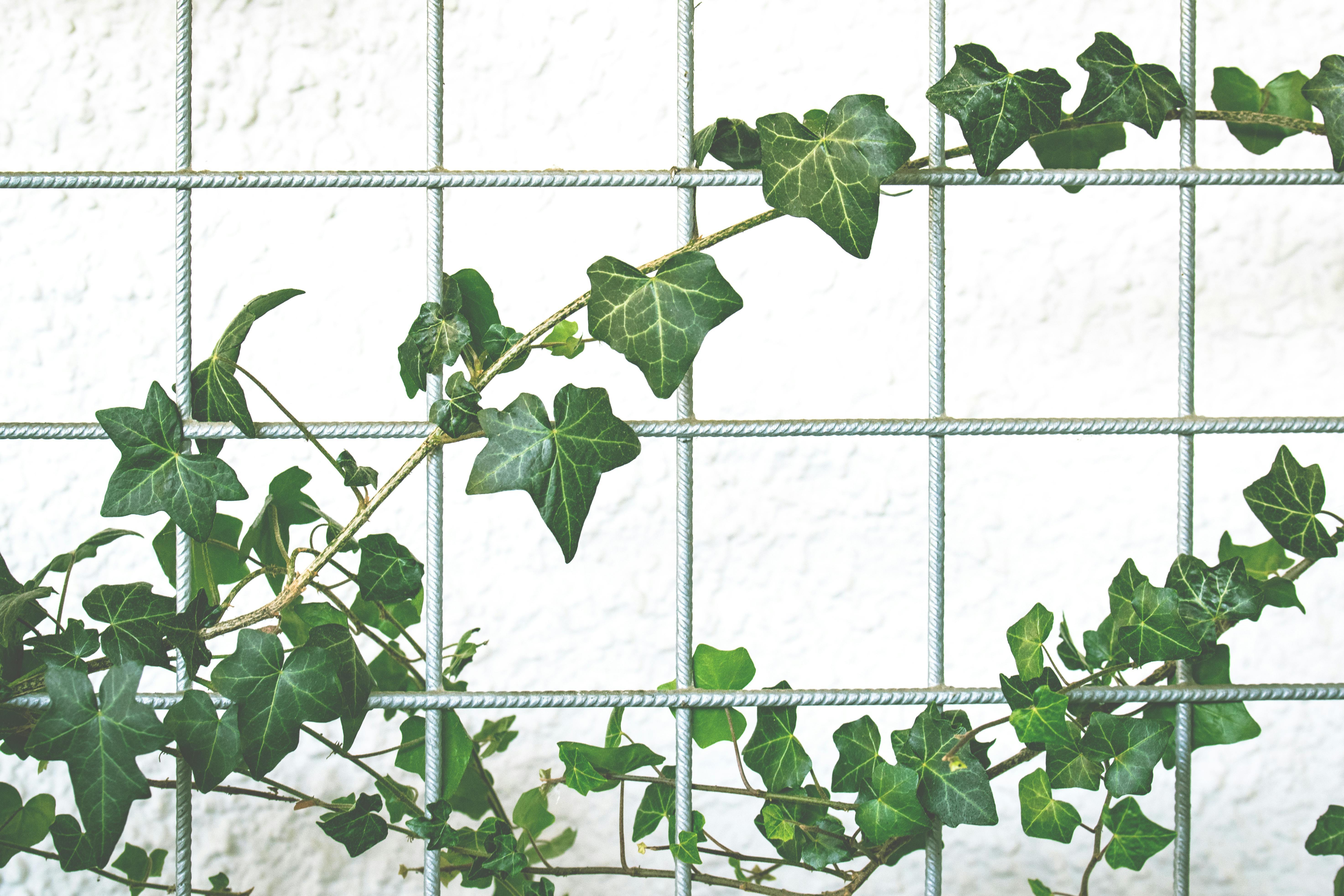 English ivy can 'reduce indoor air pollutants'