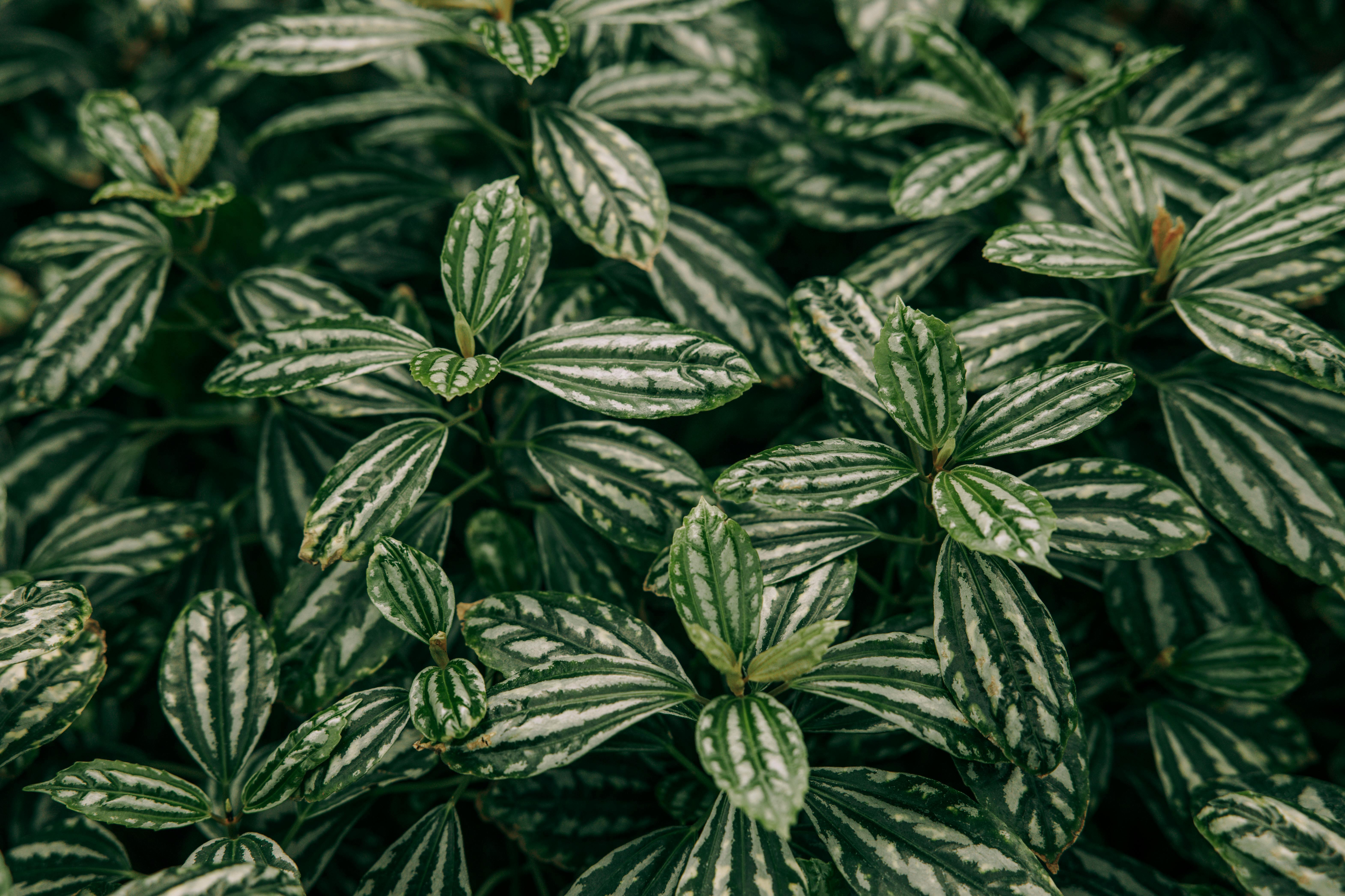 Aluminium plants stand out for their patterned leaves