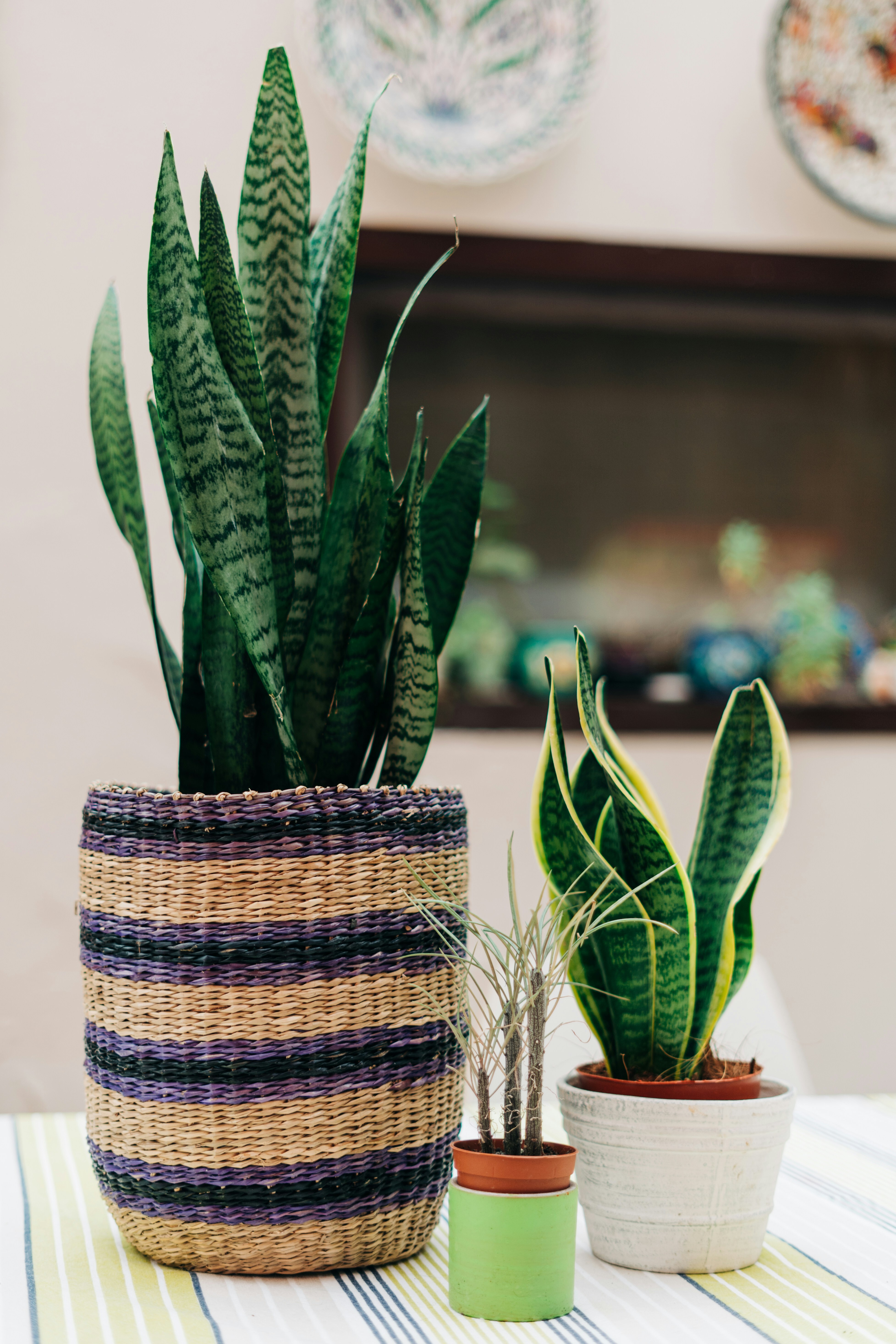 Snake plants are great for busy homeowners