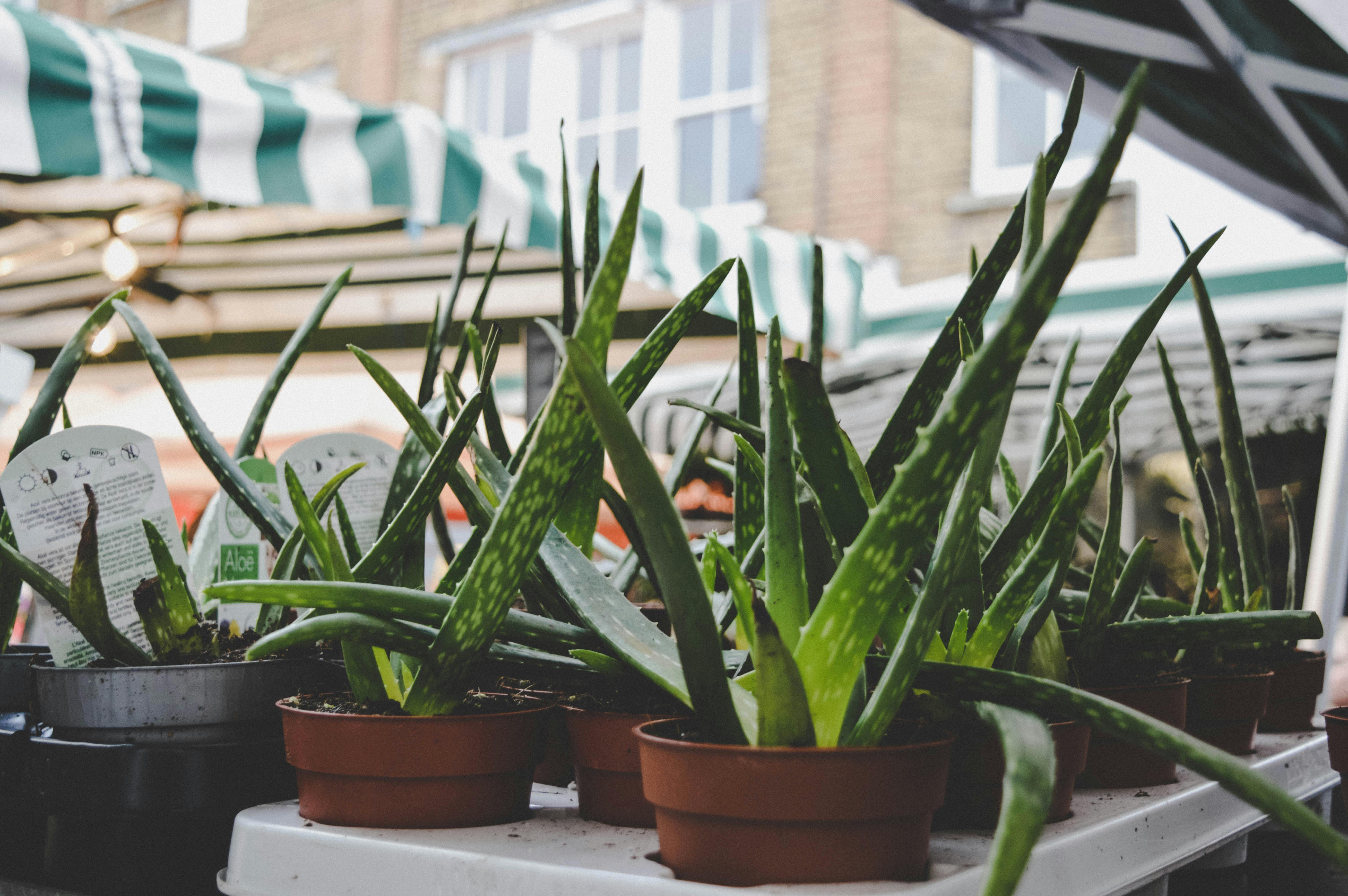 Aloe Vera is ideal for people who are prone to kill plants