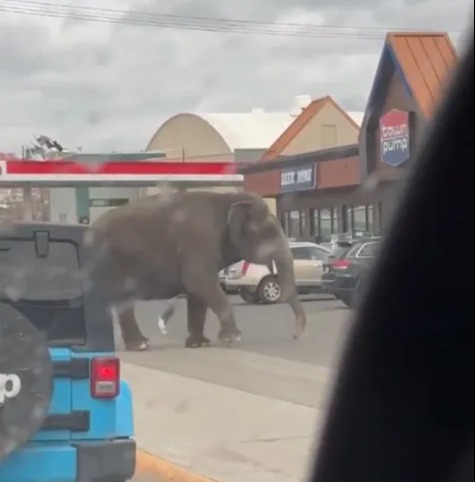 People were stunned to see the massive animal in public