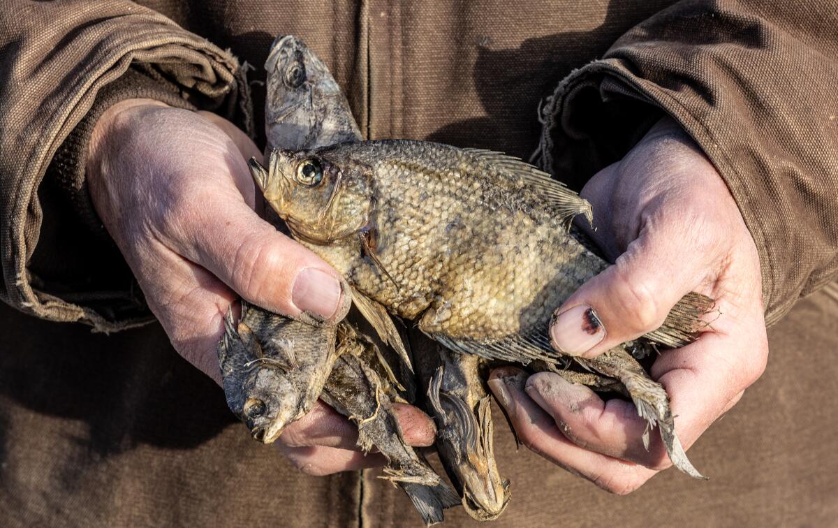 Klamath dam removal critic Willian Simpson II holds a handful of dead, dried-out fish 