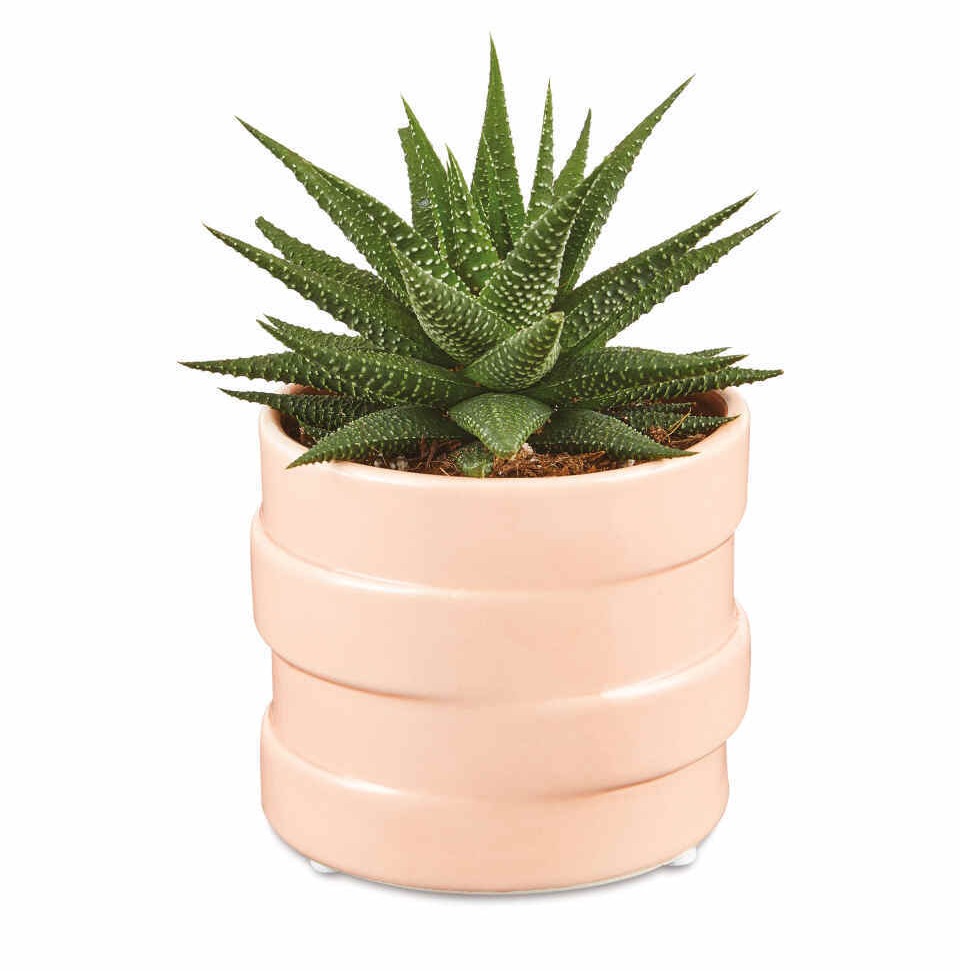 Add some greenery with this adorable £3.49 plant