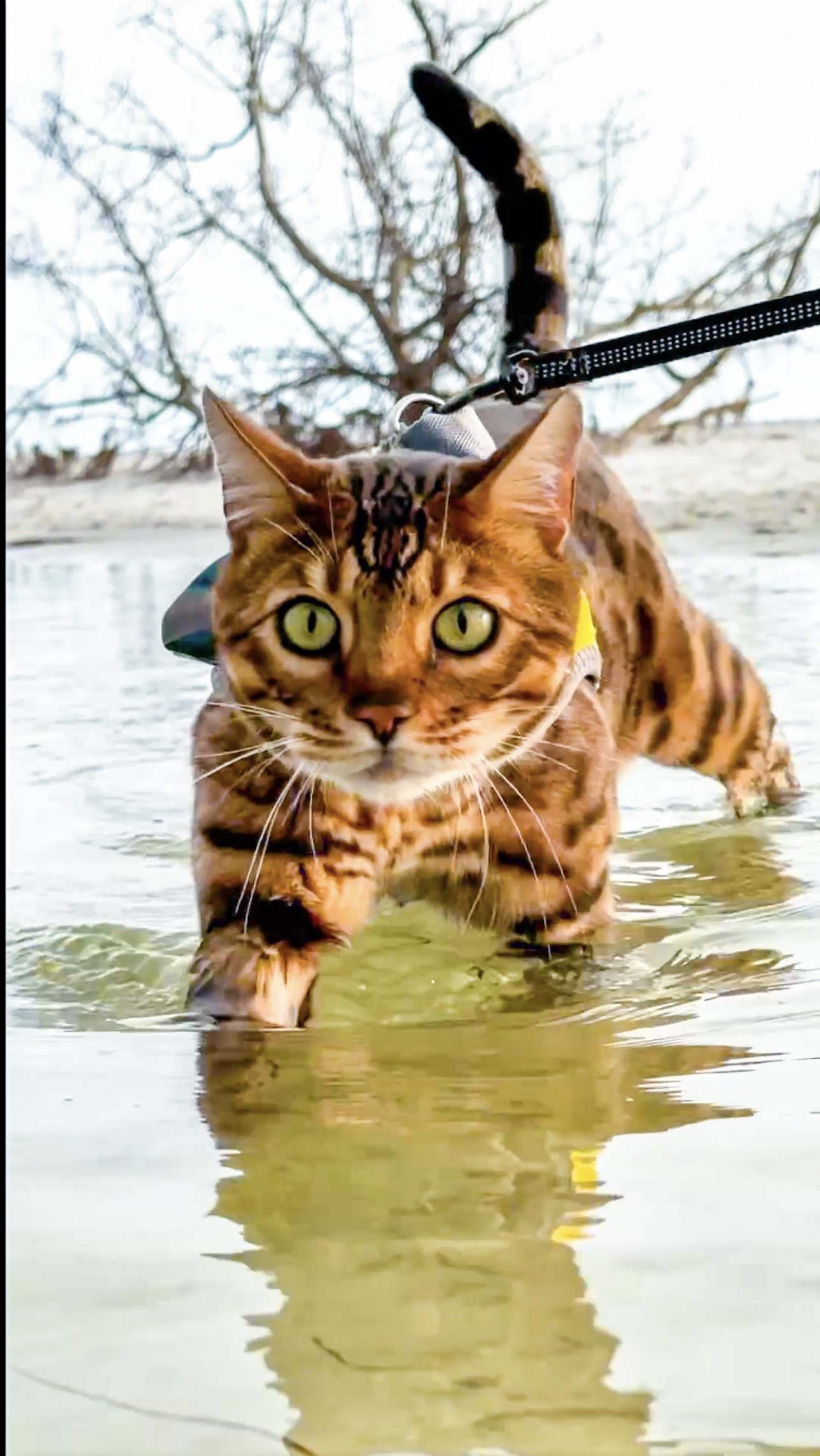 Maverick has taught thousands of cats to walk on a leash